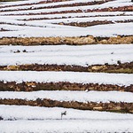 wood, wood pile, winter