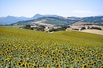 sunflowers, field, campaign
