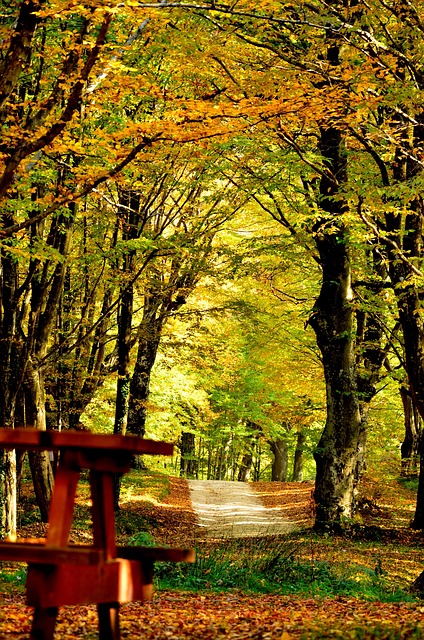 Autumn Nature View - Free photo on Pixabay - Pixabay