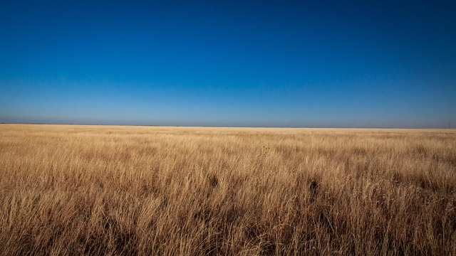 Prärie, Gras, Wiese, Horizont, Feld