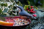 bird, kleiber, sitta europaea