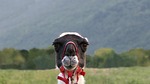 lama, head, ears lowered