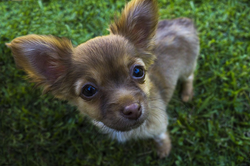 Chihuahua Hund Tiere Kostenloses Foto Auf Pixabay Pixabay Chihuahua Hund Tiere Kostenloses Foto Auf Pixabay Pixabay