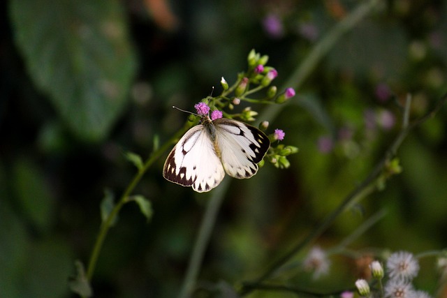 Free Butterfly Nature photo and picture