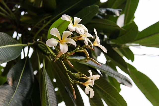 Free Flower Nature photo and picture