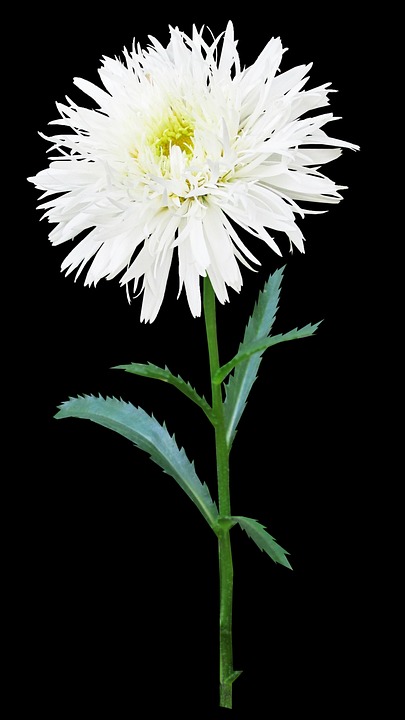シャスタデイジー 花 幹 Pixabayの無料写真