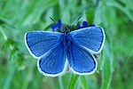 animal, insect, butterfly