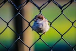 bird, fence, green
