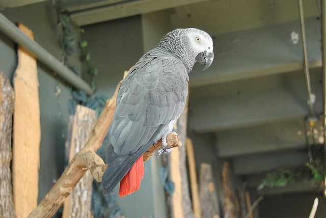Free African Grey Parrot photo and picture