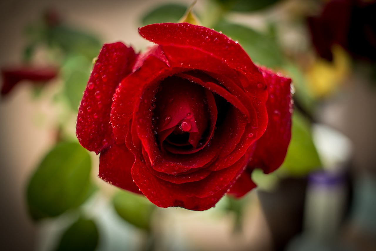  free photo on pixabay