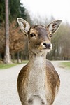 animals, doe, portrait