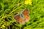 animal, insect, butterfly