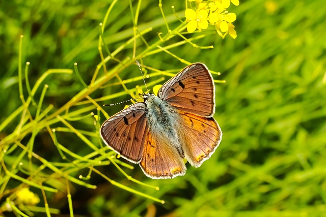 Animal, flower wallpaper, insect and butterfly — photo by krzysztofniewolny