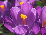 crocus, flower, blossom