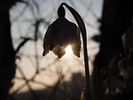 snowflake, back light, flower