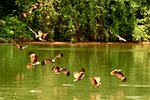 red hawk, hawk, bird