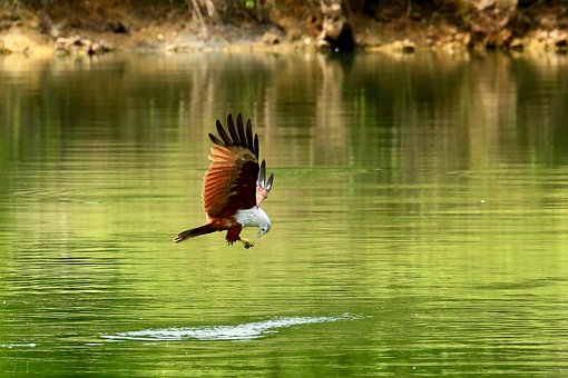 Red Hawk, Hawk, Bird, Hawk In Flight