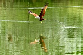 Free Vector Graphic Hawk Bird Bird Of Prey Raptor Free Image On 