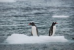 antarctic, animal life, wildlife