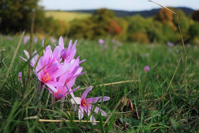 Free Nature Lawn photo and picture