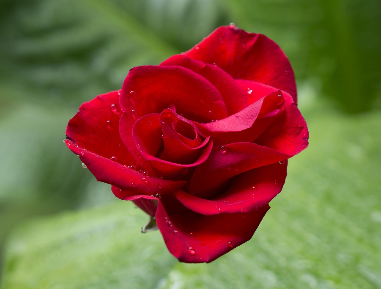 Feel Rose Red Free photo on Pixabay Pixabay