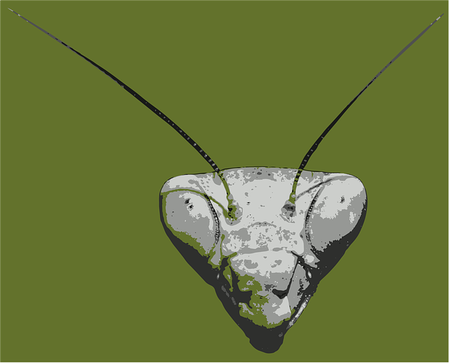 Free insect antenna animal illustration