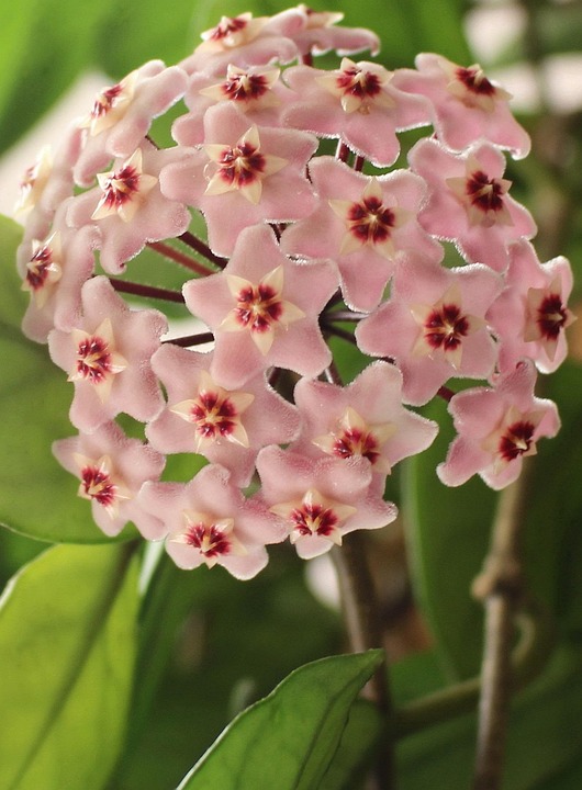 Hoya Waxflower Porcelainflower - Free photo on Pixabay