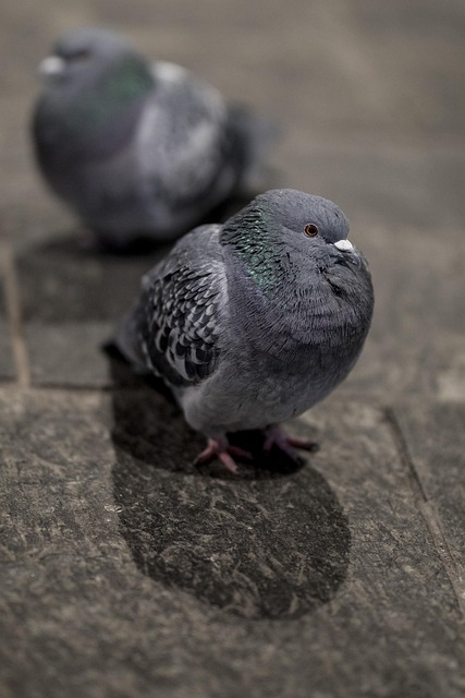 Free Bird Animal photo and picture