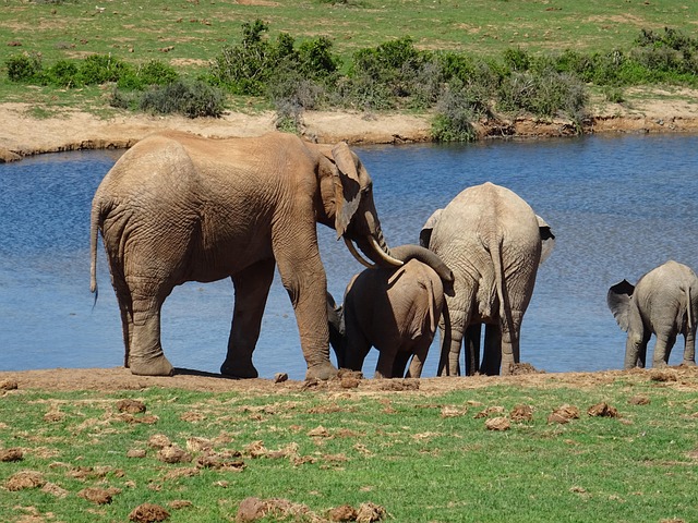 Elefant, Tierwelt, Säugetier, Natur