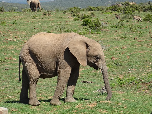 Elefant, Tierwelt, Säugetier, Natur