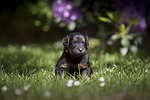 dog, bitch, howavart