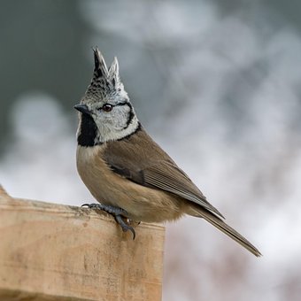 Free Wildlife Bird photo and picture