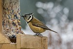 nature, bird, small