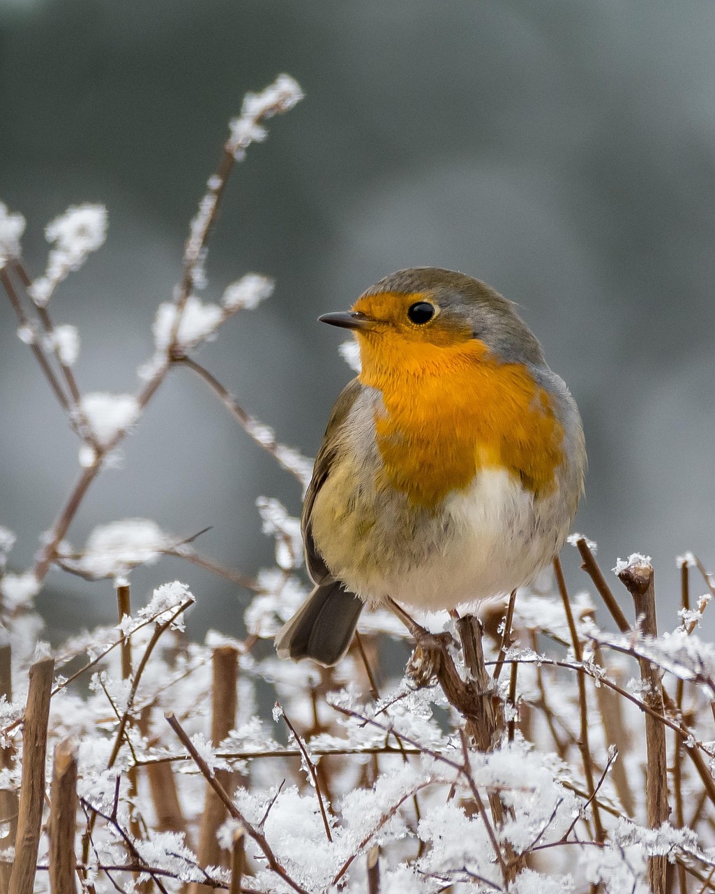 Faune, Oiseau, Oiseau Chanteur, Arbre