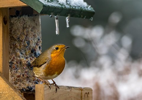 Free Wildlife Bird photo and picture
