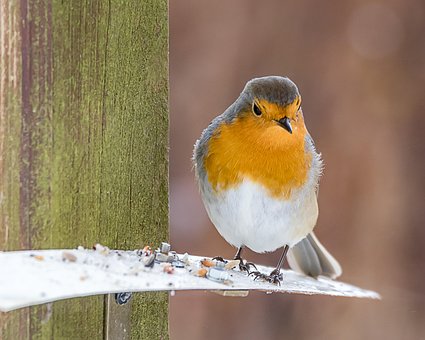 Free Wildlife Bird photo and picture