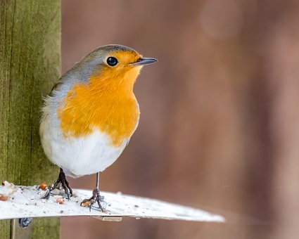 Free Wildlife Bird photo and picture