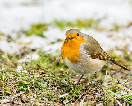 Free Wildlife Bird photo and picture
