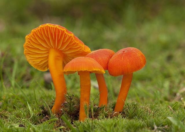 Free Fungus Mushroom photo and picture
