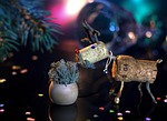 christmas, winter, celebration