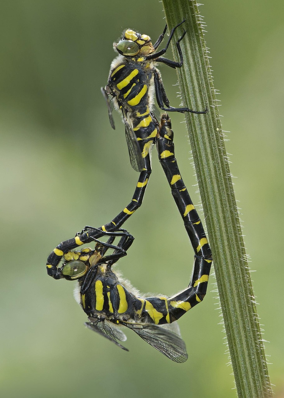 Insecto Animal Fauna Silvestre - Foto gratis en Pixabay - Pixabay