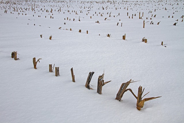 Free Corn Strunk photo and picture