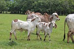 farm, lawn, henar