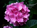 hydrangea, pink, flower