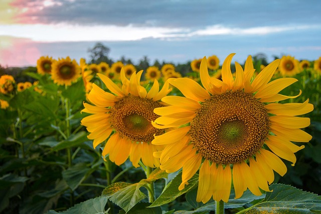 Free Flora Nature photo and picture