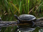 nature, animal world, animal