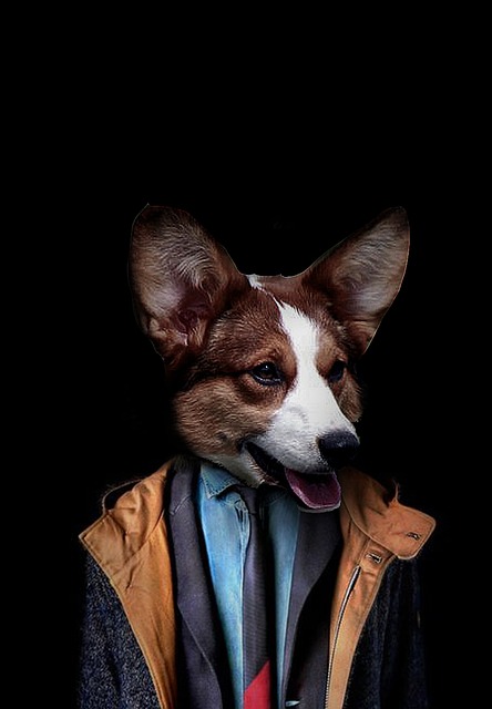 Hund, Porträt, Tier, Säugetiere