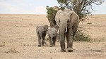 safari, elephant, mammal