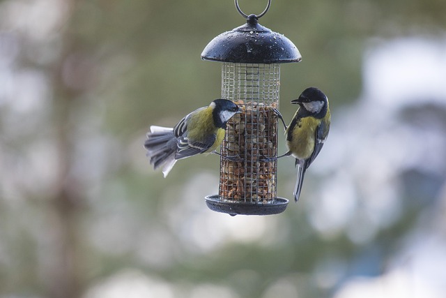 Free Birds Wildlife photo and picture