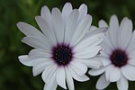 flower, carthage, tunis